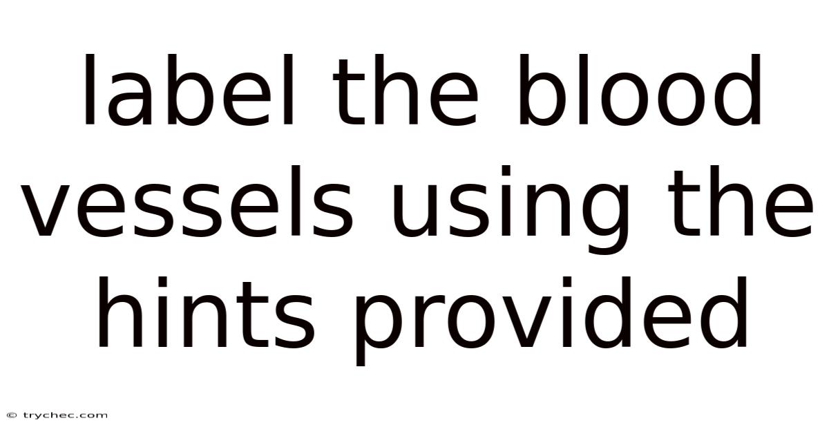 Label The Blood Vessels Using The Hints Provided