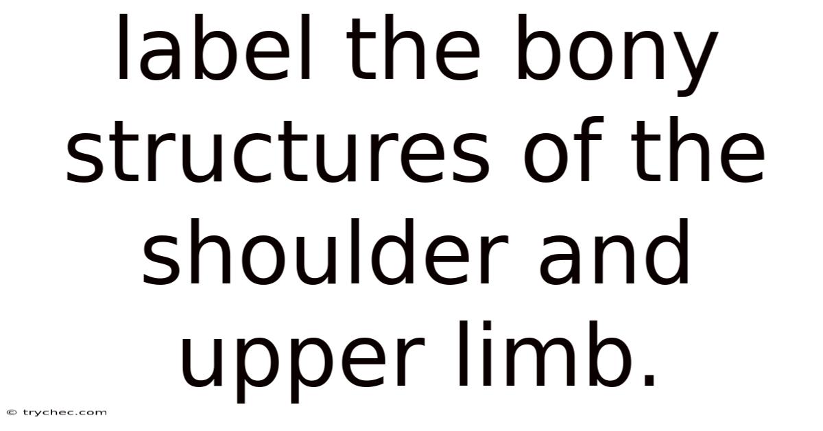 Label The Bony Structures Of The Shoulder And Upper Limb.
