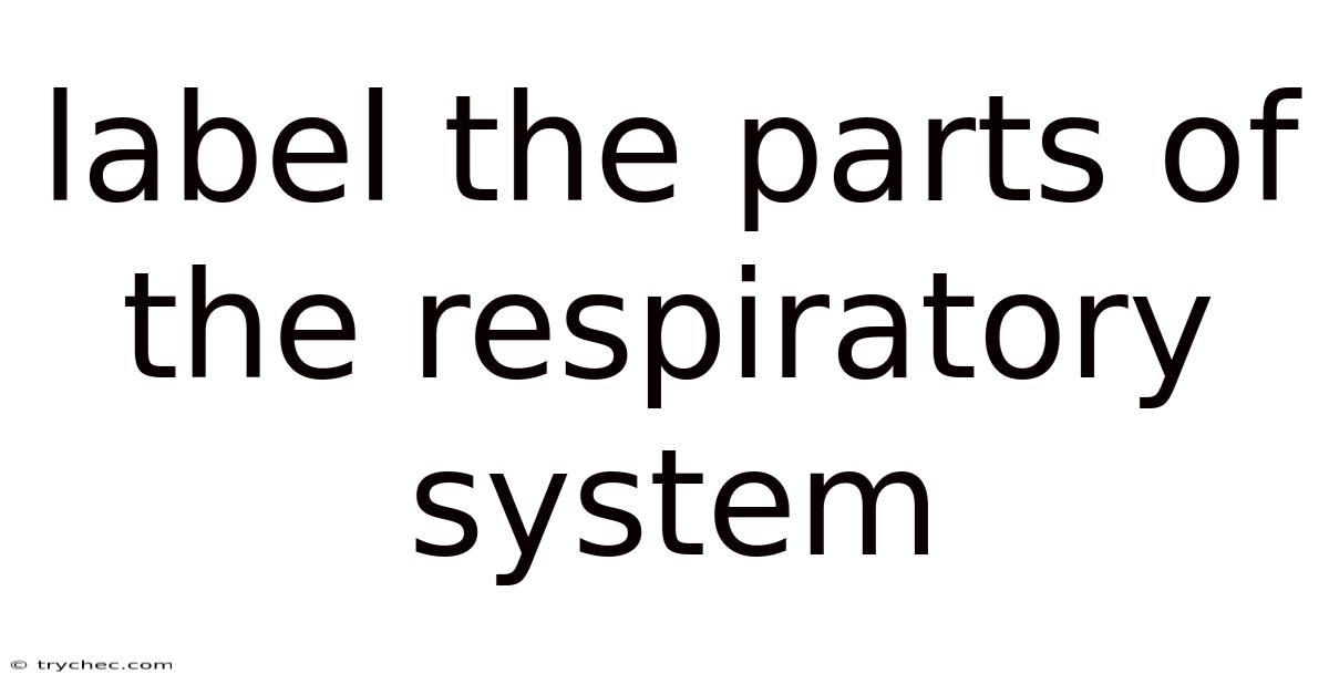 Label The Parts Of The Respiratory System