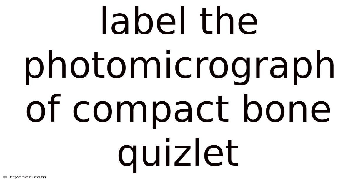 Label The Photomicrograph Of Compact Bone Quizlet
