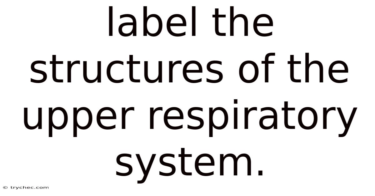 Label The Structures Of The Upper Respiratory System.