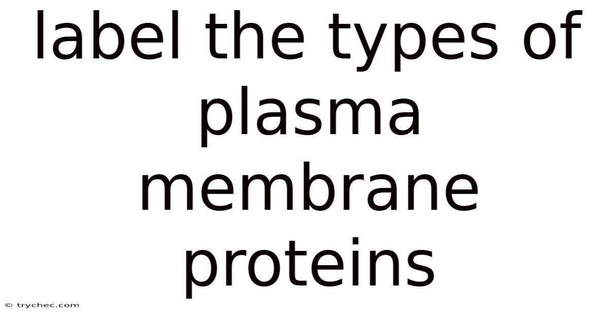 Label The Types Of Plasma Membrane Proteins