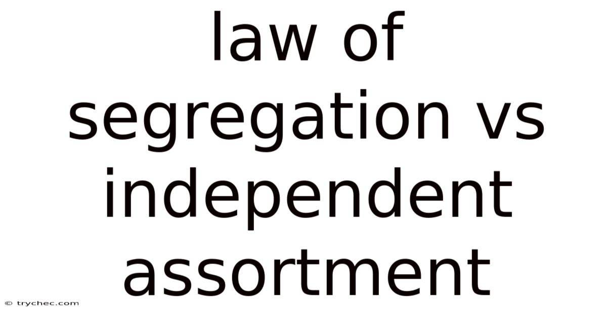 Law Of Segregation Vs Independent Assortment