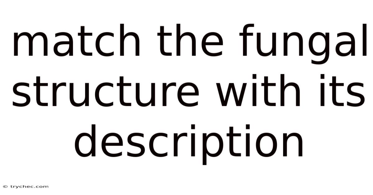 Match The Fungal Structure With Its Description