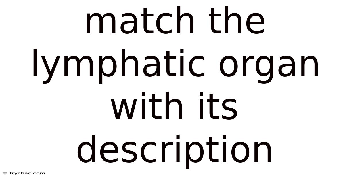 Match The Lymphatic Organ With Its Description