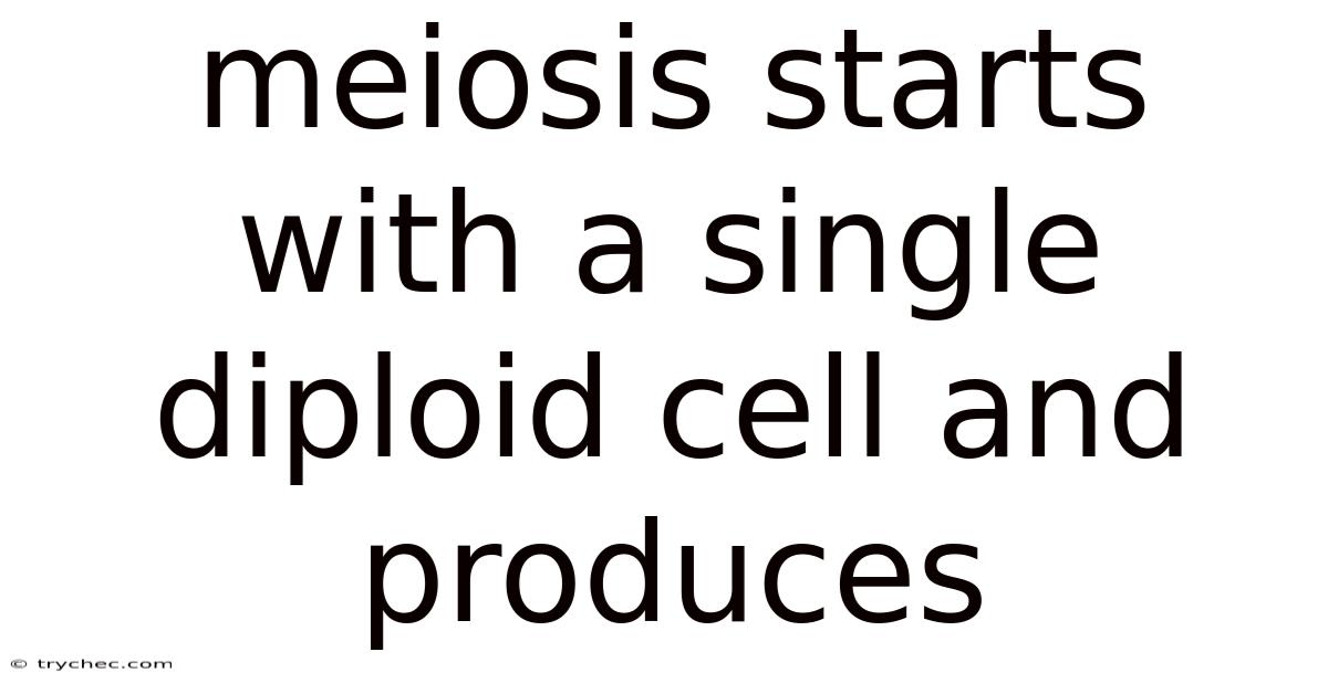 Meiosis Starts With A Single Diploid Cell And Produces