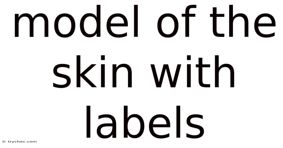 Model Of The Skin With Labels