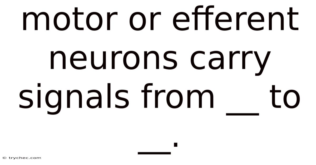 Motor Or Efferent Neurons Carry Signals From __ To __.