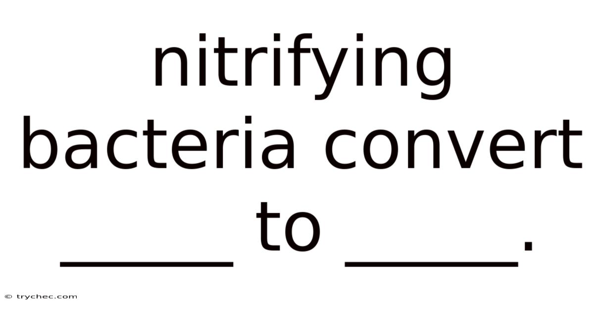 Nitrifying Bacteria Convert _____ To _____.