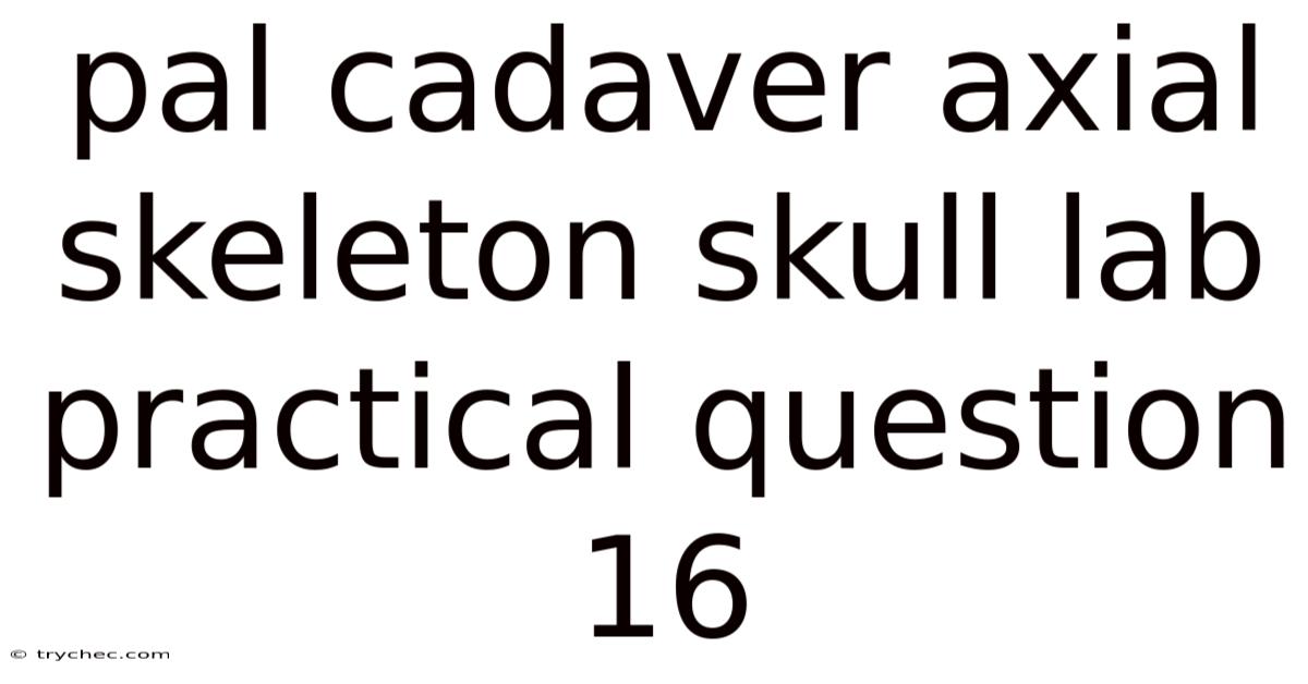 Pal Cadaver Axial Skeleton Skull Lab Practical Question 16