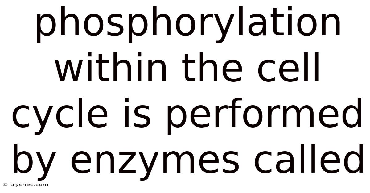 Phosphorylation Within The Cell Cycle Is Performed By Enzymes Called