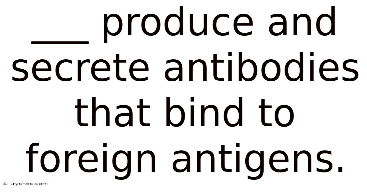 ___ Produce And Secrete Antibodies That Bind To Foreign Antigens.