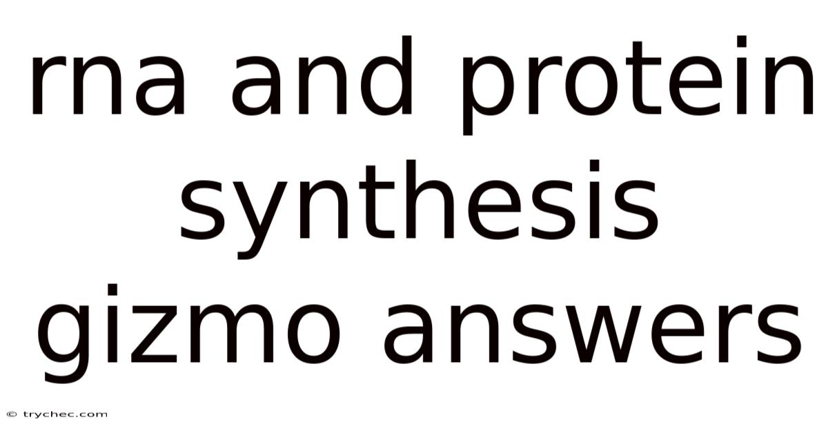 Rna And Protein Synthesis Gizmo Answers
