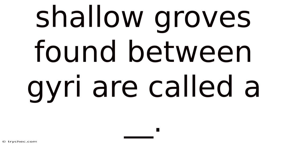 Shallow Groves Found Between Gyri Are Called A __.