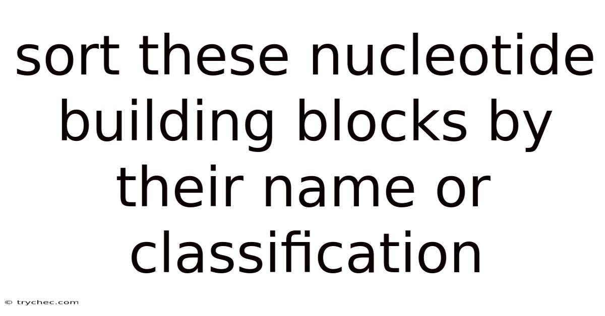 Sort These Nucleotide Building Blocks By Their Name Or Classification