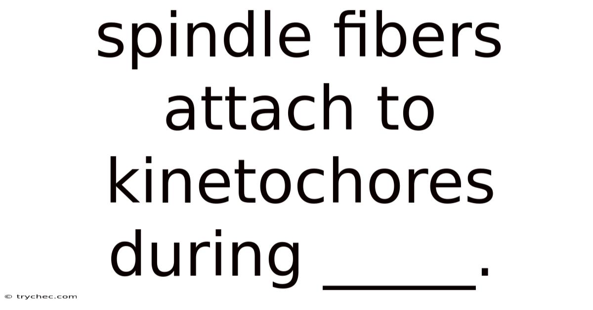 Spindle Fibers Attach To Kinetochores During _____.