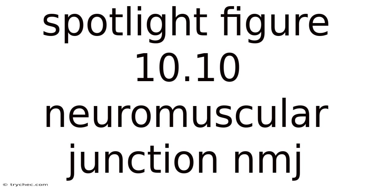 Spotlight Figure 10.10 Neuromuscular Junction Nmj