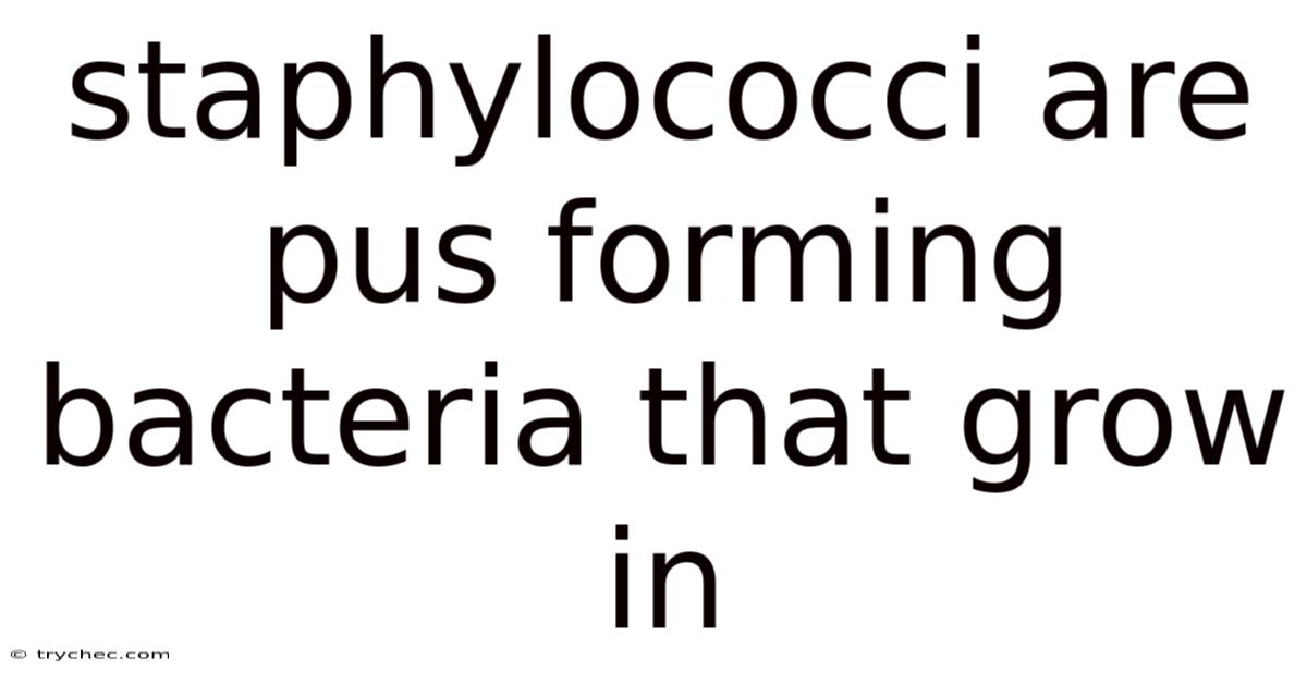 Staphylococci Are Pus Forming Bacteria That Grow In