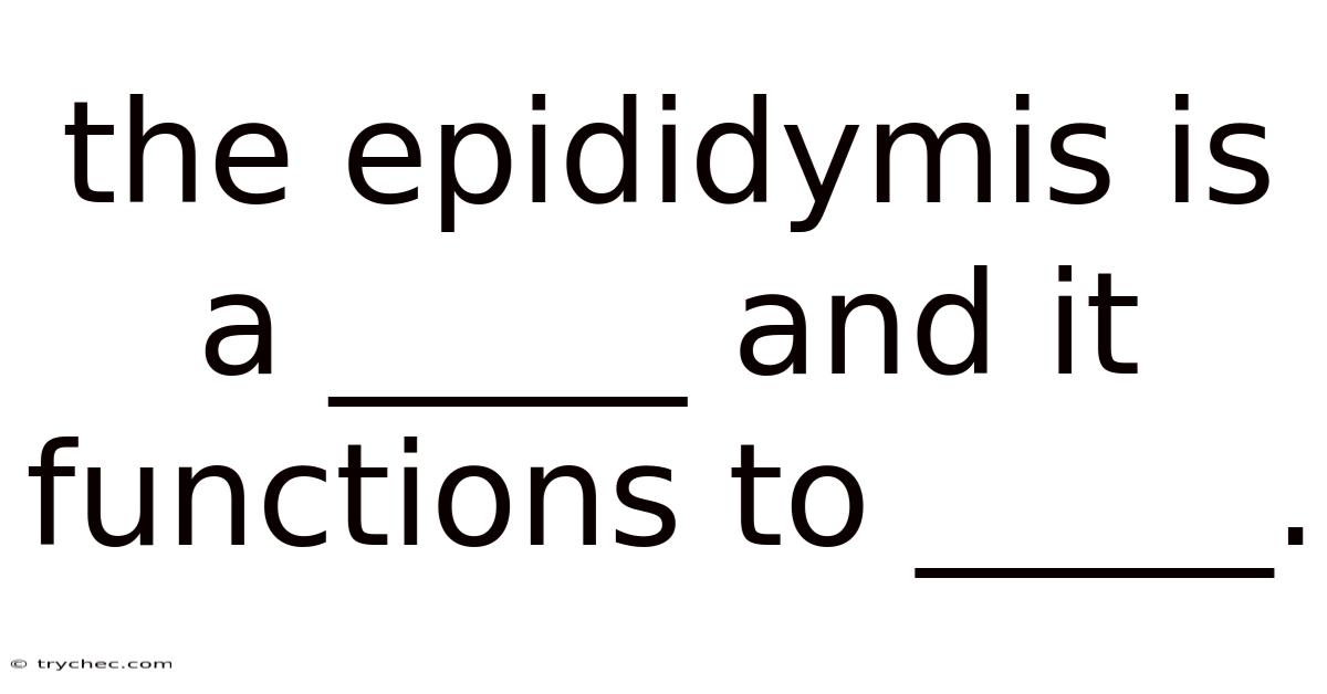 The Epididymis Is A _____ And It Functions To _____.