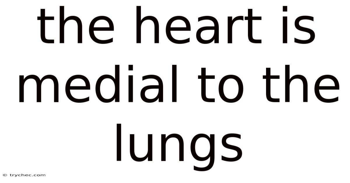 The Heart Is Medial To The Lungs