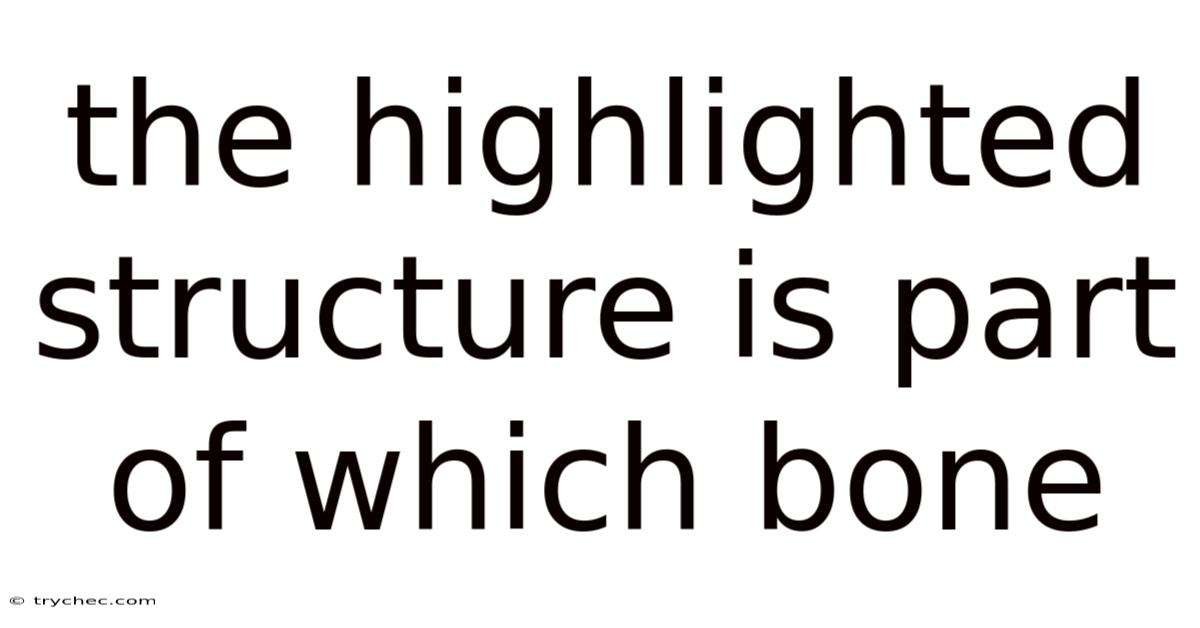 The Highlighted Structure Is Part Of Which Bone