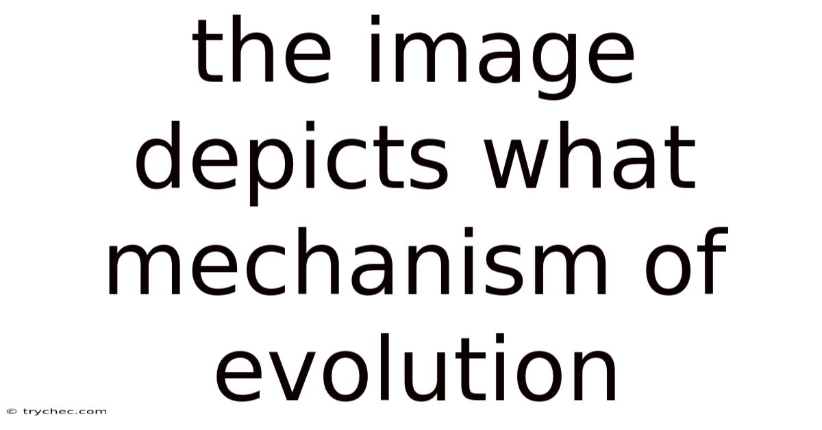 The Image Depicts What Mechanism Of Evolution