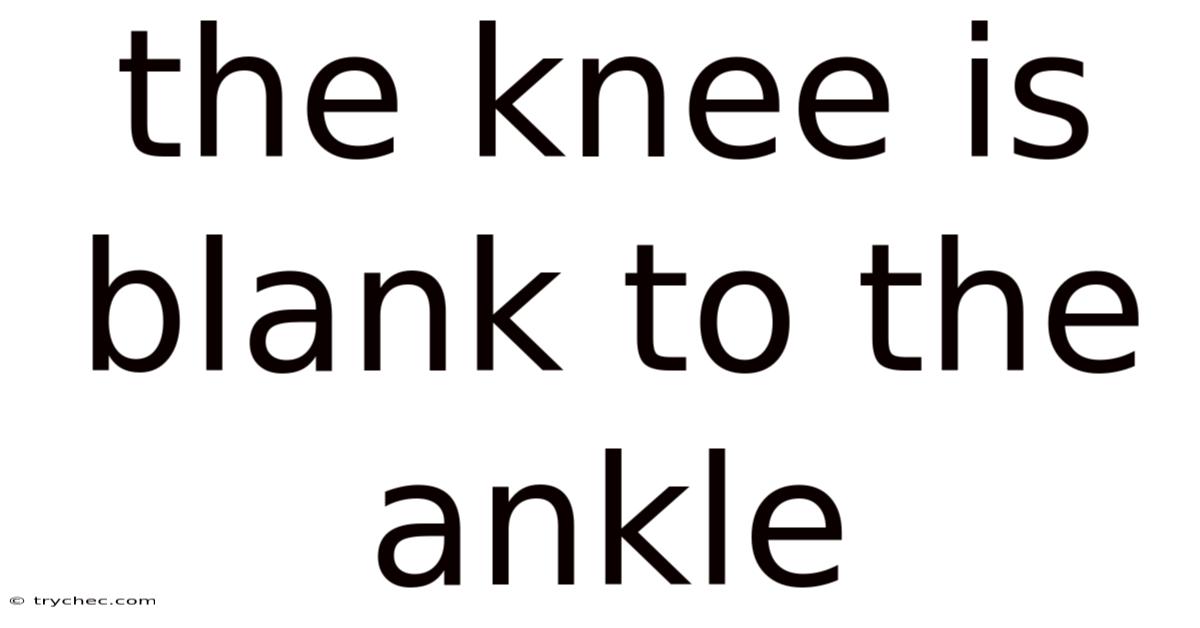 The Knee Is Blank To The Ankle