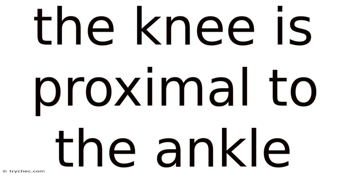 The Knee Is Proximal To The Ankle