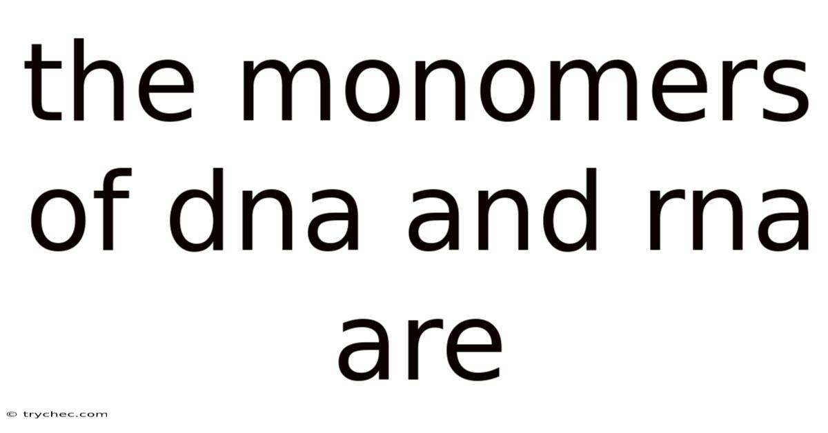 The Monomers Of Dna And Rna Are