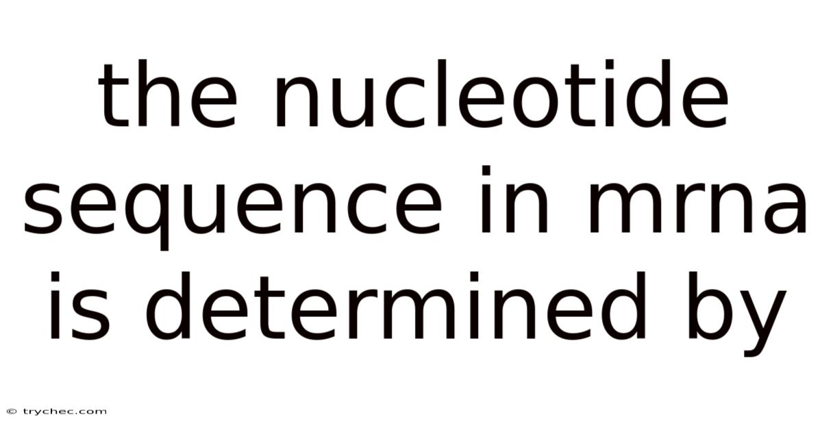 The Nucleotide Sequence In Mrna Is Determined By