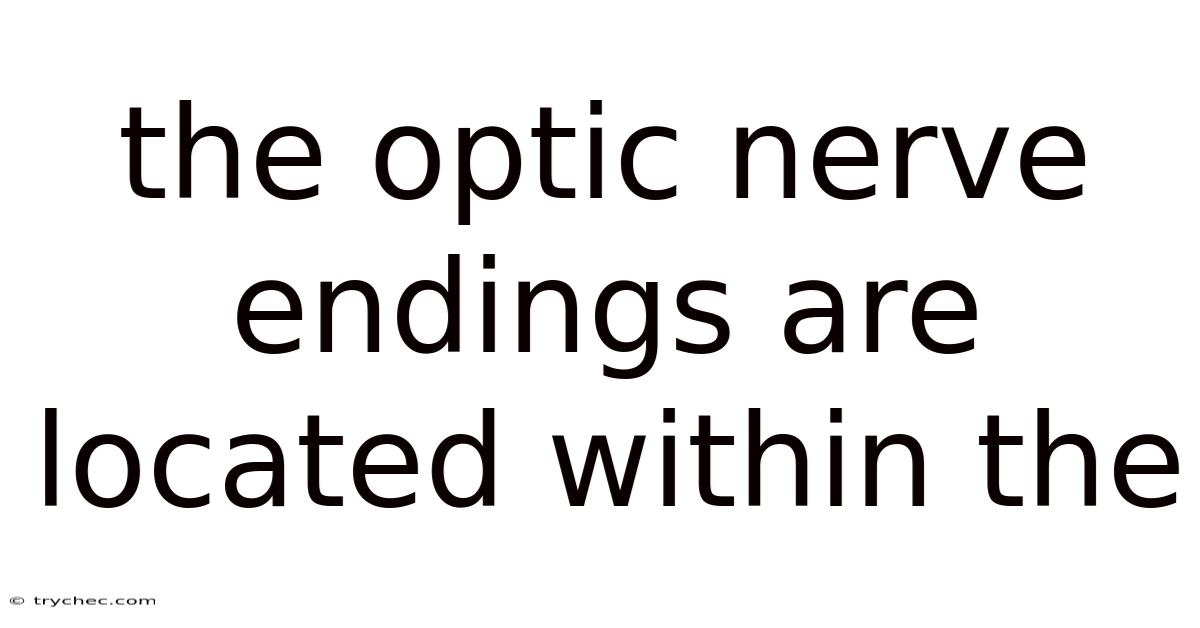 The Optic Nerve Endings Are Located Within The