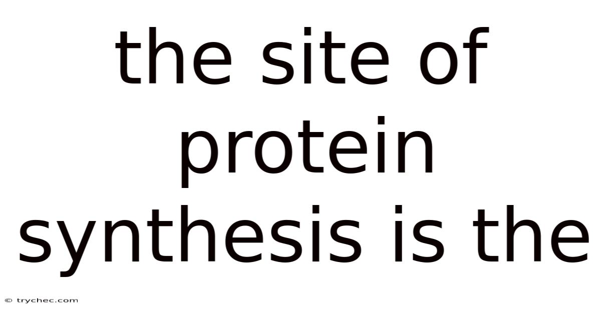 The Site Of Protein Synthesis Is The