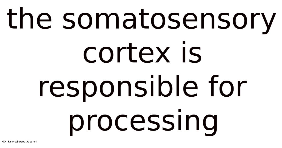 The Somatosensory Cortex Is Responsible For Processing