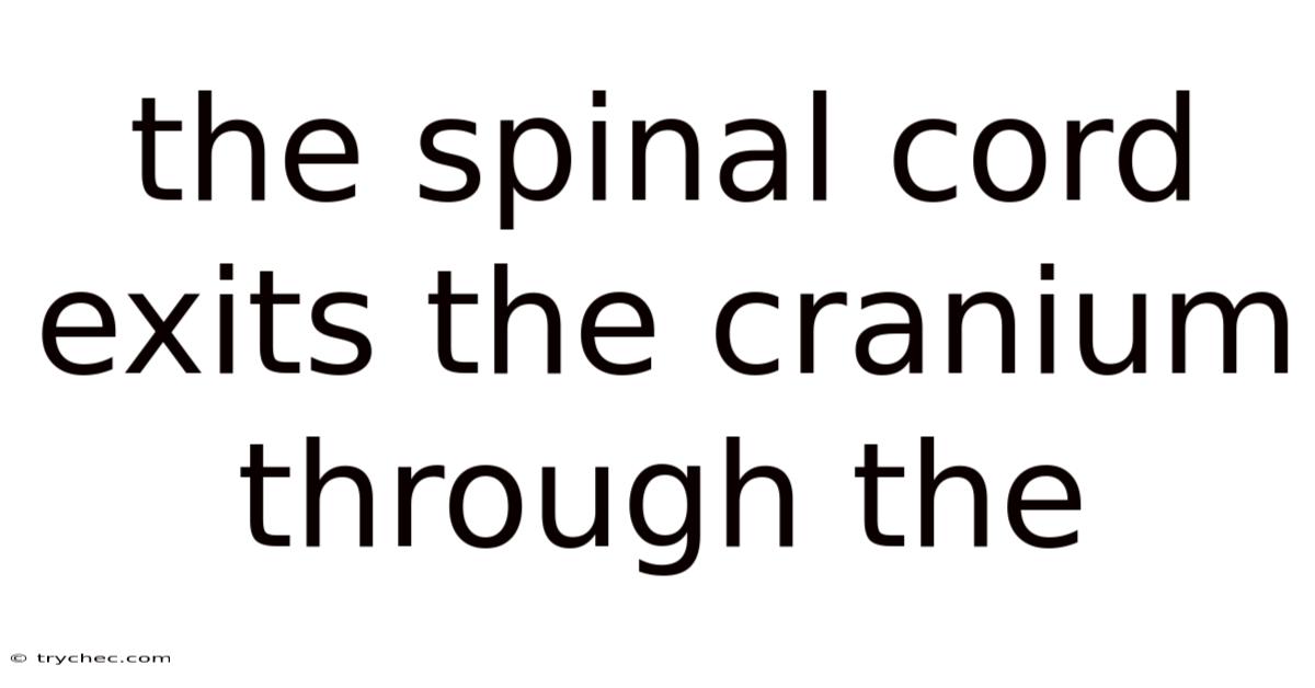 The Spinal Cord Exits The Cranium Through The