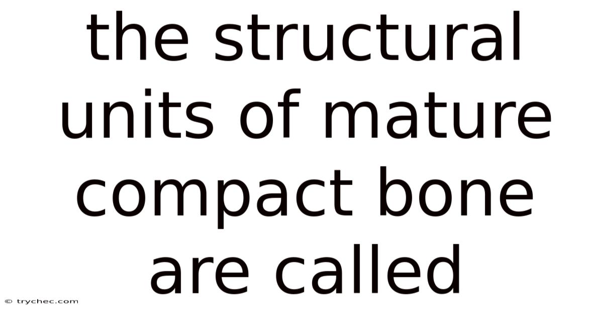 The Structural Units Of Mature Compact Bone Are Called
