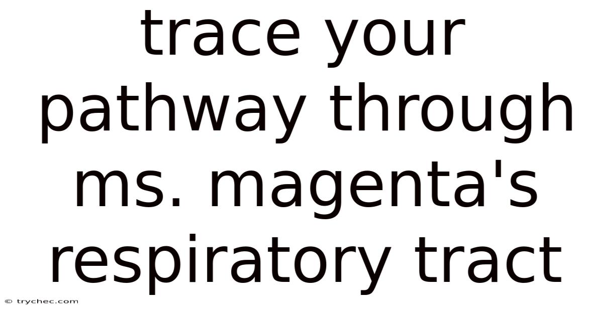 Trace Your Pathway Through Ms. Magenta's Respiratory Tract