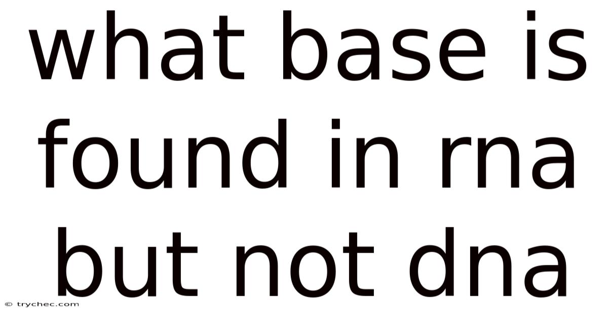 What Base Is Found In Rna But Not Dna
