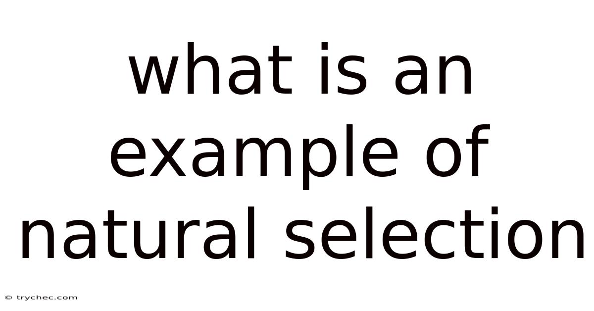 What Is An Example Of Natural Selection