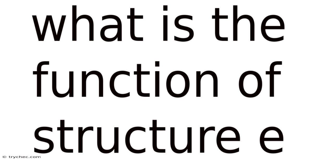 What Is The Function Of Structure E
