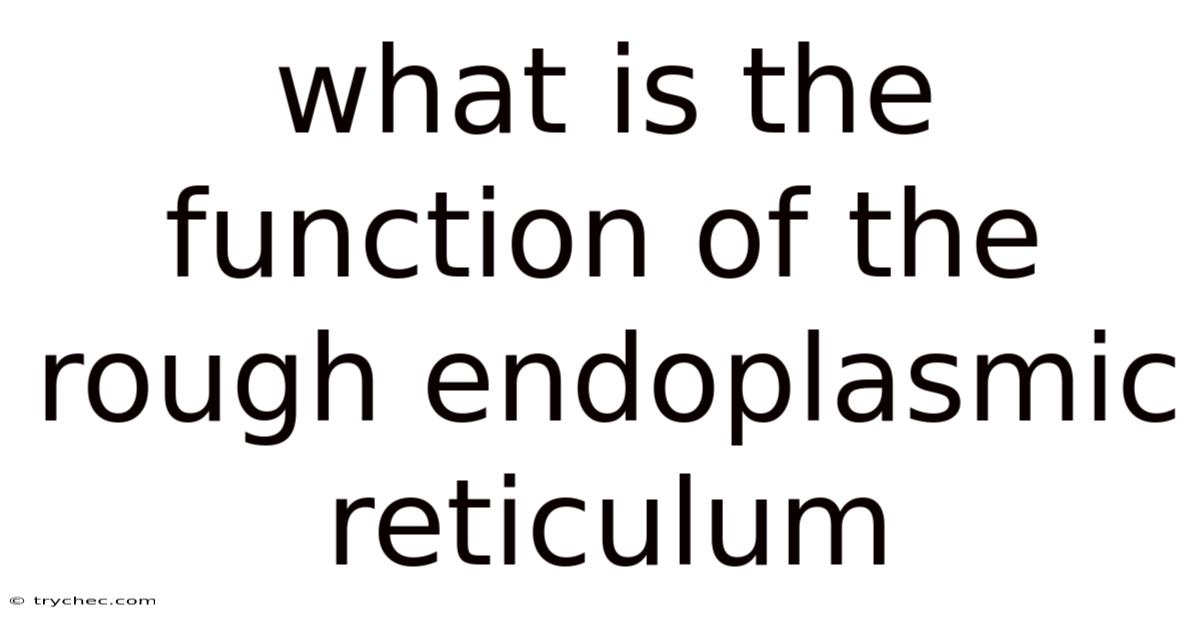 What Is The Function Of The Rough Endoplasmic Reticulum