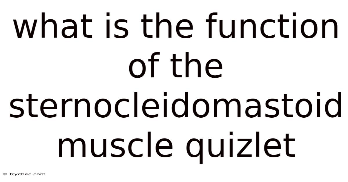 What Is The Function Of The Sternocleidomastoid Muscle Quizlet
