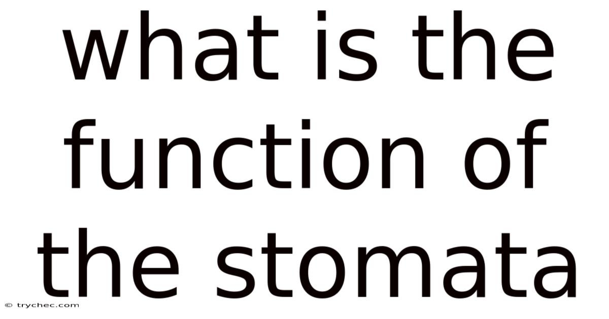 What Is The Function Of The Stomata