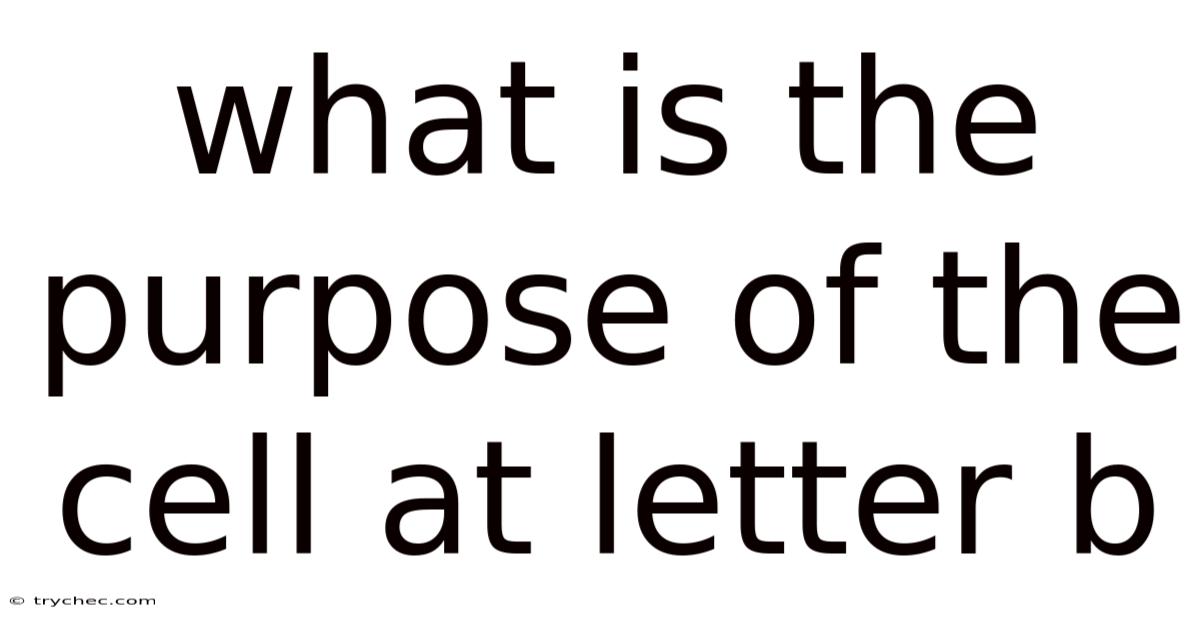 What Is The Purpose Of The Cell At Letter B