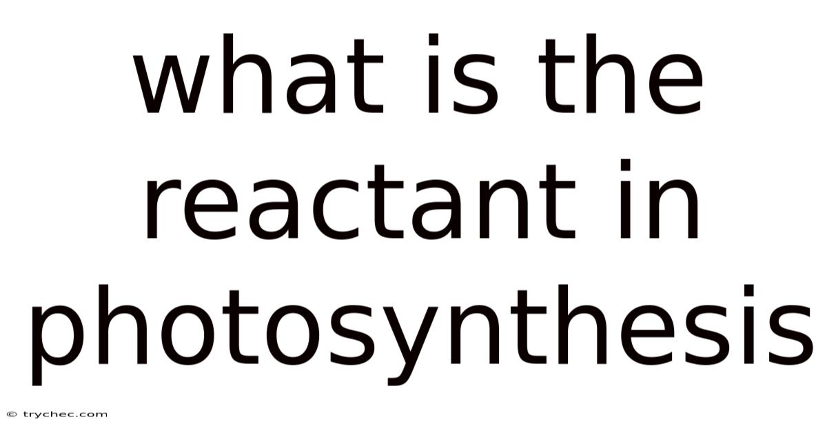 What Is The Reactant In Photosynthesis