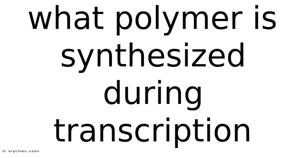 What Polymer Is Synthesized During Transcription