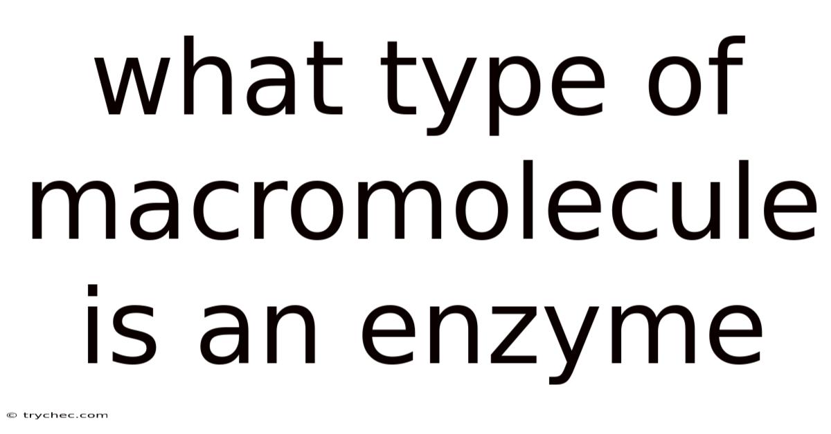 What Type Of Macromolecule Is An Enzyme
