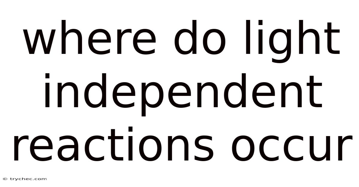 Where Do Light Independent Reactions Occur