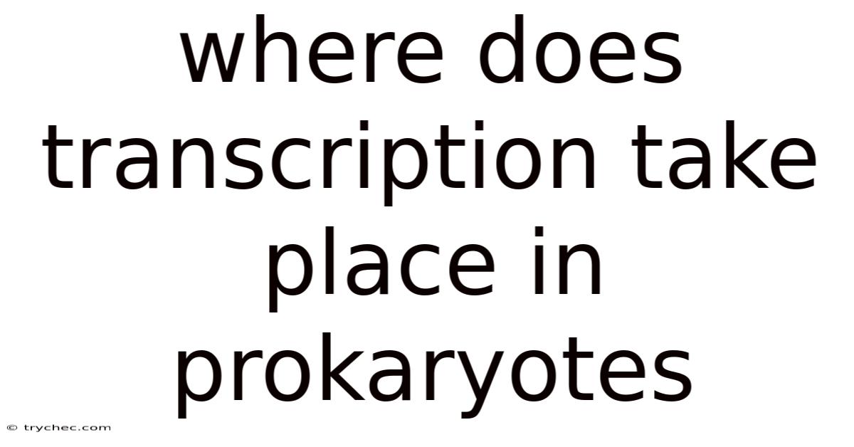 Where Does Transcription Take Place In Prokaryotes
