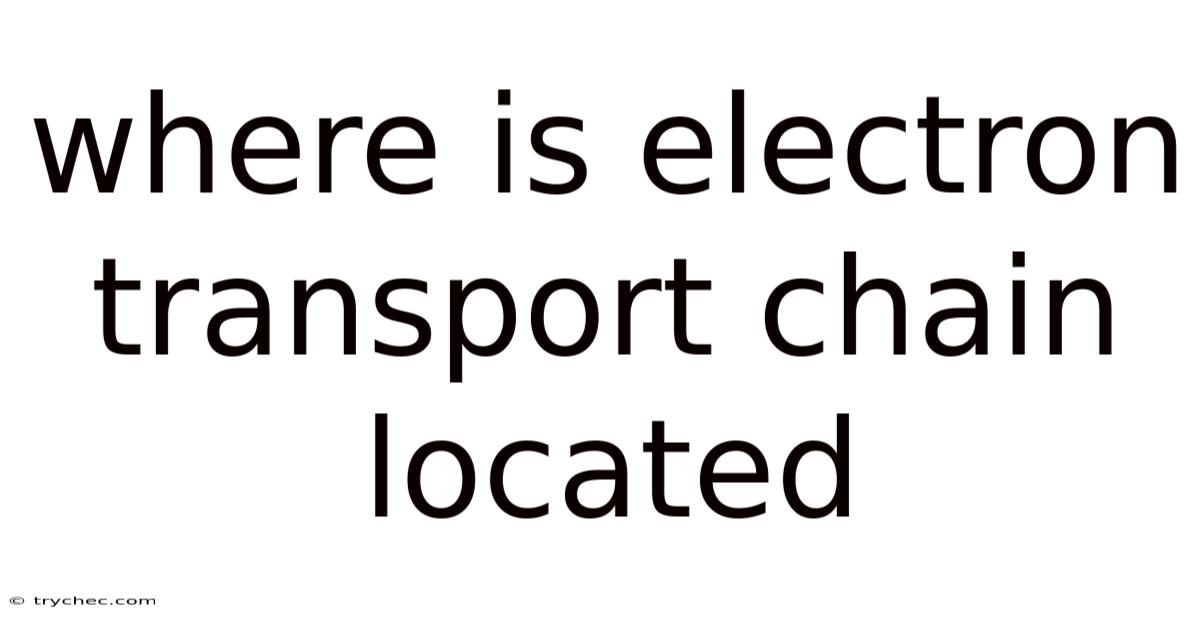 Where Is Electron Transport Chain Located