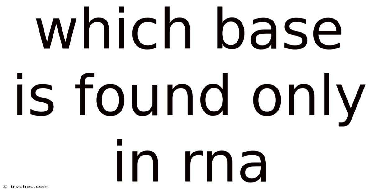 Which Base Is Found Only In Rna